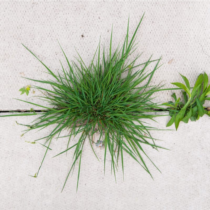 You Can Help Prevent Crabgrass With a Healthy Lawn