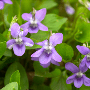 close up of wild violets weed