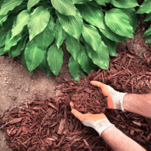 hand holding mulch