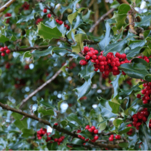 close up of holly tree branches