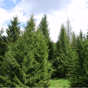 norway spruce trees