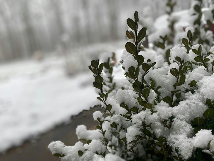 snow on bushes