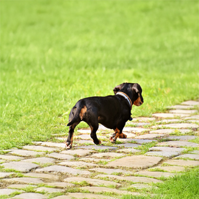 Solutions for Dog Urine Damage on Your Lawn