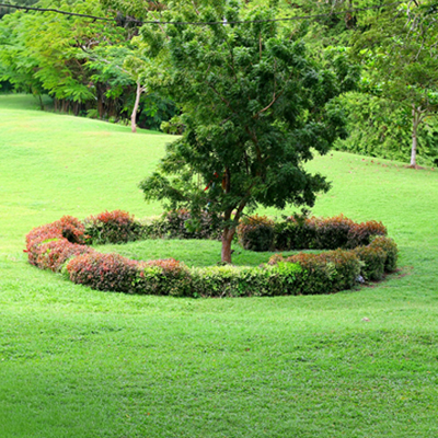 Tree and Shrub Care  Done Right