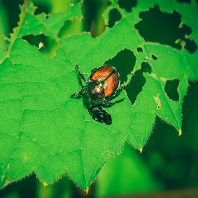 Japanese Beetles and the Damage They Cause