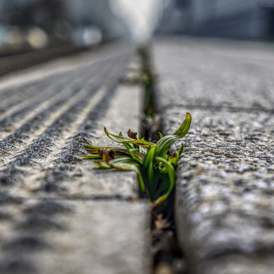 The Importance of Vegetation Control