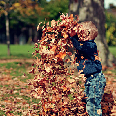 Why Removing Leaves is Better Than Mulching Why Removing Leaves is Better Than Mulching