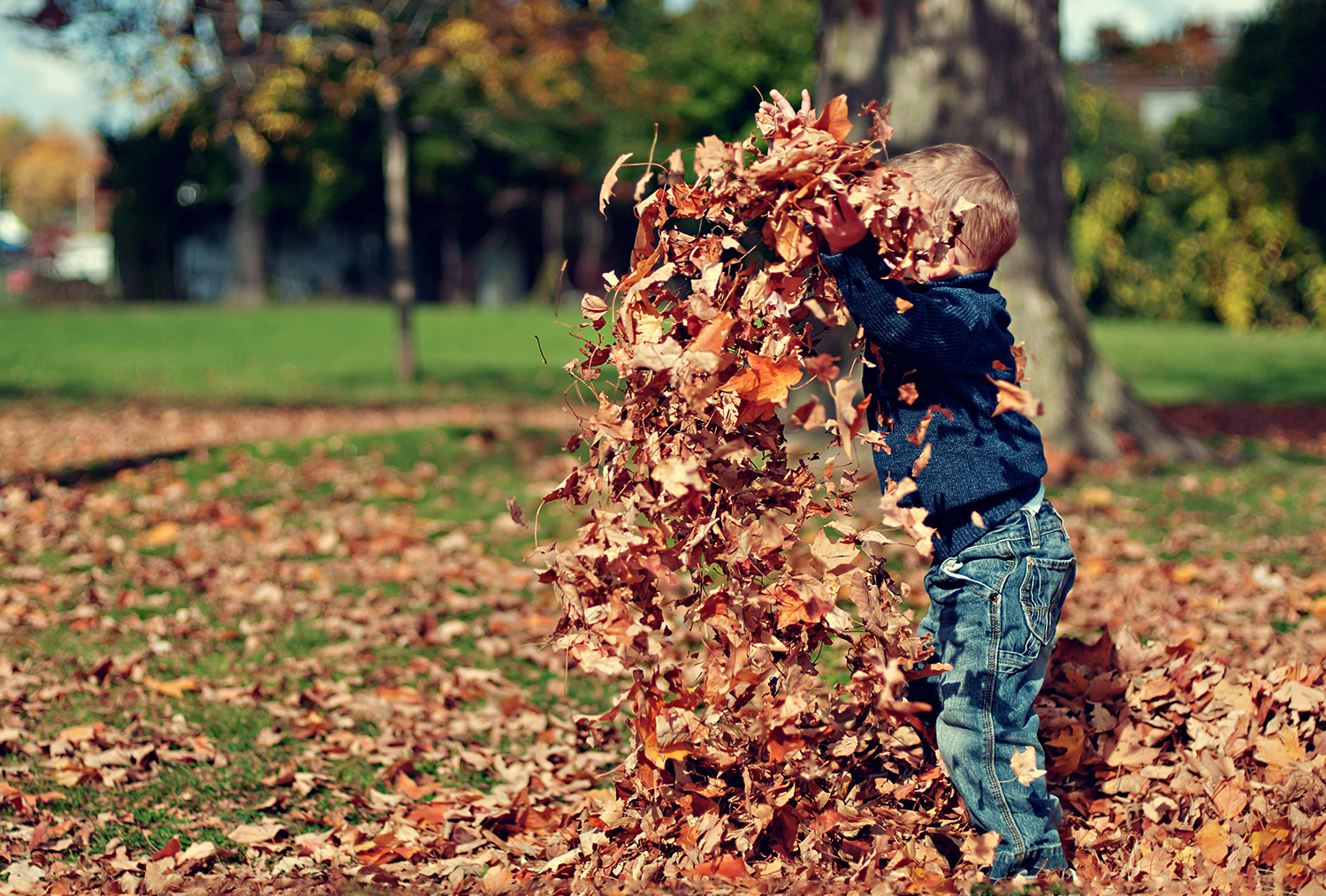 boy throwing leaves